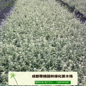 成都苗木基地供应六月雪 成都六月雪价格 成都六月雪苗木基地