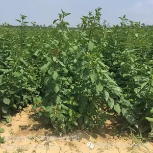 连翘苗种植前景,连翘苗价格,药用连翘苗种植前景,种植连翘苗