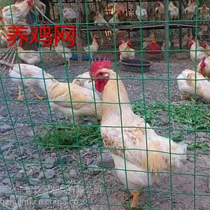 ����԰������-ǧ�ǻ���������Ӧ������ֳ������