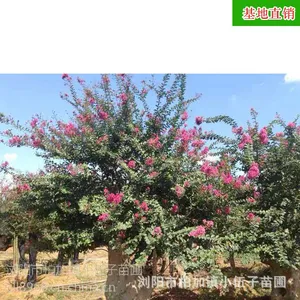 基地直销苗农种植 造型紫薇桩 小区庭院古桩风景树 树苗 盆景