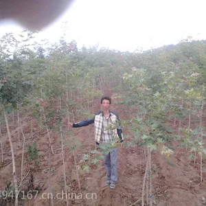 供应五角枫