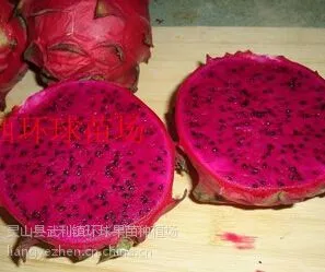 供应红肉火龙果苗 扦插苗 白肉火龙果苗 水晶火龙果苗 超甜品种