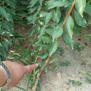 ���ż��������繩Ӧ ��ӭѡ����ɭũҵ�Ƽ�������Ʒ�� �Ｇ������