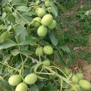 �ػ��У��ɺ�һ�ţ�������***�������������¡����ľ���ع�Ӧ��