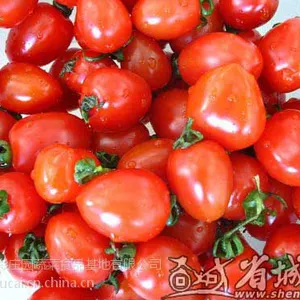 供应樱桃西红柿 圣女果 水果西红柿