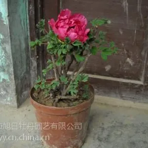 供应盆栽牡丹花苗1-5分枝,山东菏泽牡丹花苗盆栽