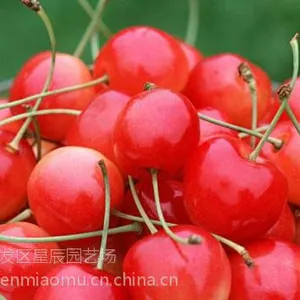 果大味甜的樱桃苗 福晨樱桃苗