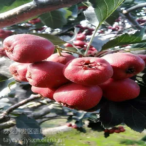山楂苗 嫁接山楂苗 南北方种植