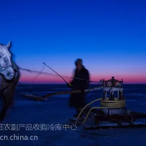 湖南查干湖鱼礼盒团购_查干湖冬捕纪录片