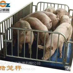 供应畜牧平台秤