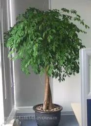 花卉植物租赁、室内观叶、绿植销售及其它植物租赁和租摆等办公室绿化