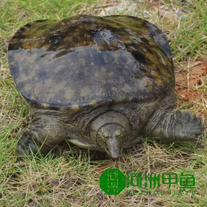 洞庭湖野生甲鱼***格