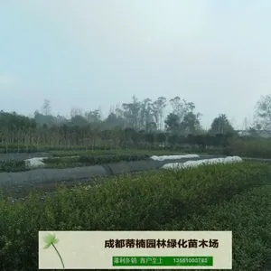成都苗木基地供应小叶女贞 成都小叶女贞价格 成都小叶女贞苗木
