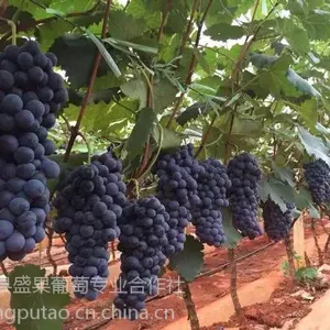 早夏无核葡萄苗价格