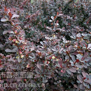 紫叶小檗价格,供应紫叶小檗/富杰苗圃供应