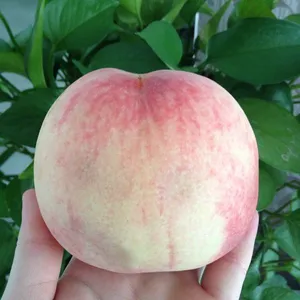 供应水蜜桃苗 桃子苗 当年种当年挂果 全国可种
