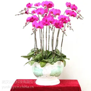 高端年宵花价格跳水,小型花卉盆栽更受宠