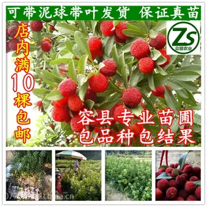 杨梅果树苗 嫁接东槐杨梅 六月杨梅苗 南方庭院 包结果 众顺农业