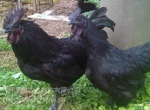 �������⼦������������ֱ���۸�ȫ���������