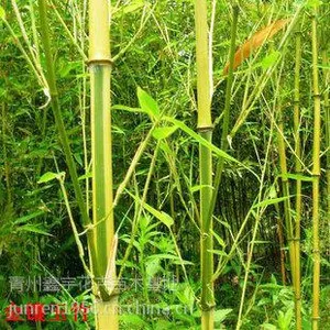 山西耐寒竹苗基地北方耐寒绿化竹苗