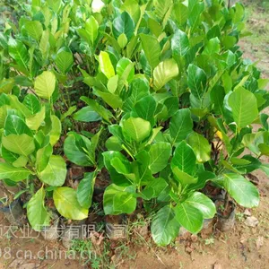 马来西亚菠萝蜜苗5号果
