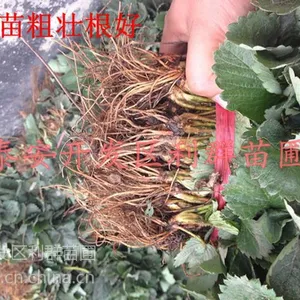 出售红颜草莓苗 山东红颜草莓苗