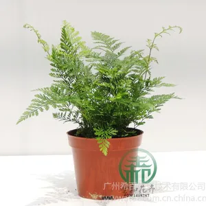 供应高度:18~25 冠幅:14~20cm,狼尾蕨,适宜温度:≥10℃不耐寒