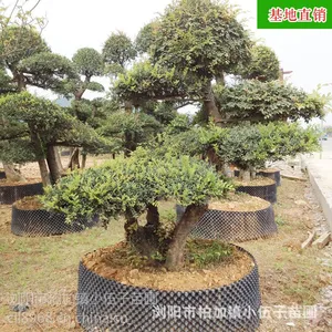 厂家大量批发榆树桩 造型独特优美基地直销品种优质