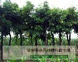 栾树 黄山栾树 栾树图片 栾树种子 栾树小苗价格 栾树