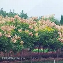 供应栾树