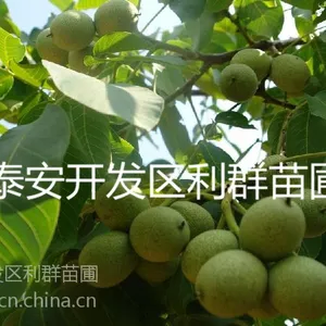 供应嫁接核桃苗 嫁接核桃苗价格 嫁接核桃树苗 嫁接核桃树 嫁接核桃树树苗