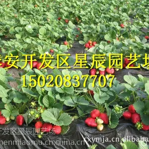草莓苗种植技术 丰香草莓苗基地 价格