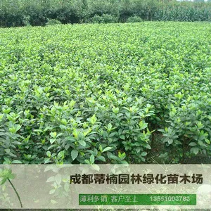 成都大叶栀子基地 大叶栀子价格 大叶栀子产地