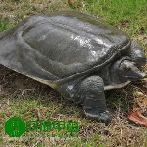 甲鱼供应洞庭湖生态甲鱼批发