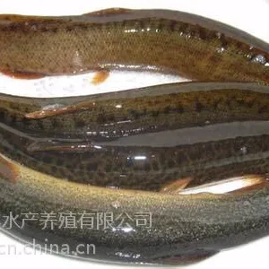 供应丰产鲫鱼苗及泥鳅水花