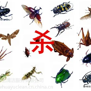 广州华玉杀虫公司10年消杀经验天河区猎德提供杀鼠害蚊蟑及杀虫方法