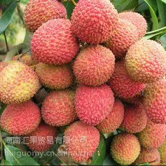 海南荔枝果园直接发货,白糖罂、妃子笑等2015年新货已上市