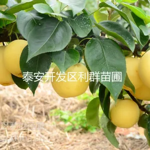 ��Ӧ������ ����ʵ���� ���������