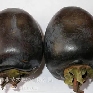 柿子苗 柿子新品种 黑柿子苗 河南柿子苗批发