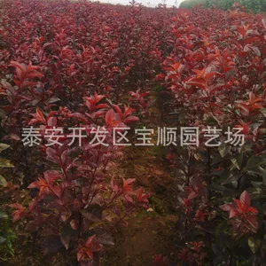 太阳李 红、紫叶李小苗 基地直销 规格齐全 价格优惠