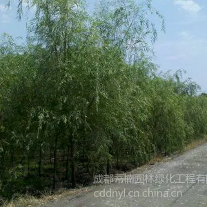 供应成都柳树价格  成都柳树报价柳树品种柳树规格