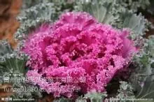 【羽衣甘蓝】羽衣甘蓝 羽衣甘蓝***格