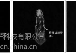 裸鼠肺部肿瘤原位监测