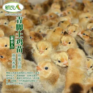 抚州民生农业长期供应青脚土鸡母苗