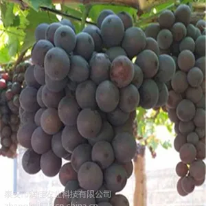 玫瑰香葡萄苗育苗基地 泰安润佳农业品种*** 价格优惠