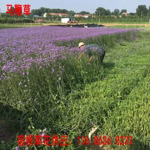 �β��ֲ����حӪ�������β��������