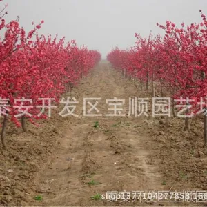 碧桃 红叶碧桃 龙柱碧桃苗圃基地直销 绿化效果突出 花色鲜艳美丽