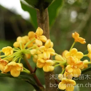��Ӧ���������𵤹��������ڹۻ�ֲ��޽ӹ�����������