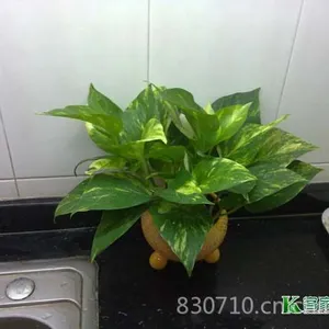 ��Ӧ���������ֲ����⻨ľ�����ֲ����