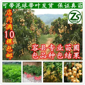 嫁接黄皮树苗 大鸡心黄皮苗 无核黄皮苗 南方盆栽地栽果树苗 众顺农业